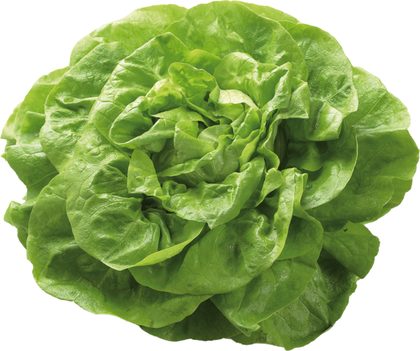 Kopfsalat für Kopfsalat mit Rahmdressing und Schnittlauch